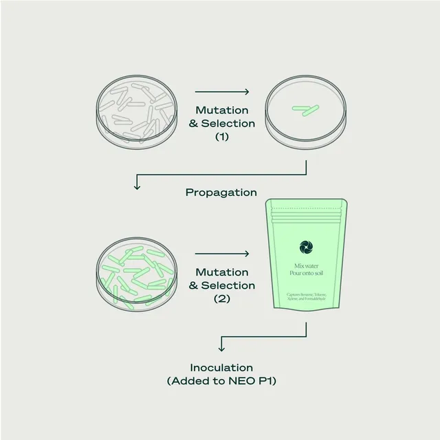 Microbiome engineering