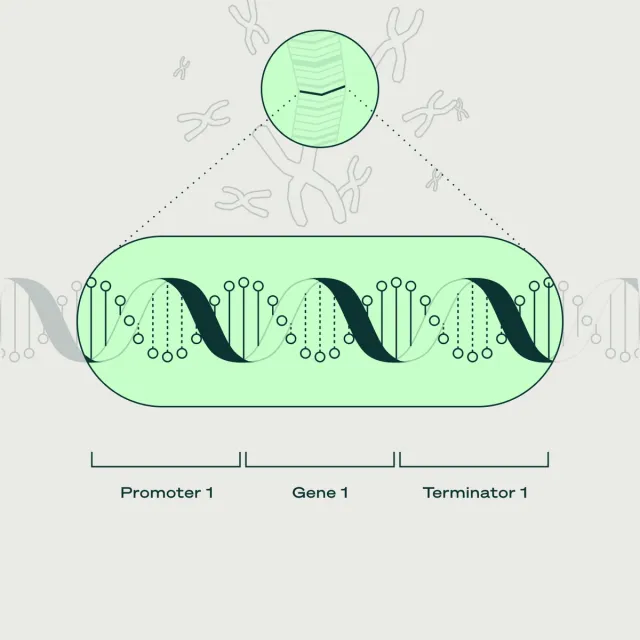Plant Metabolism Engineering